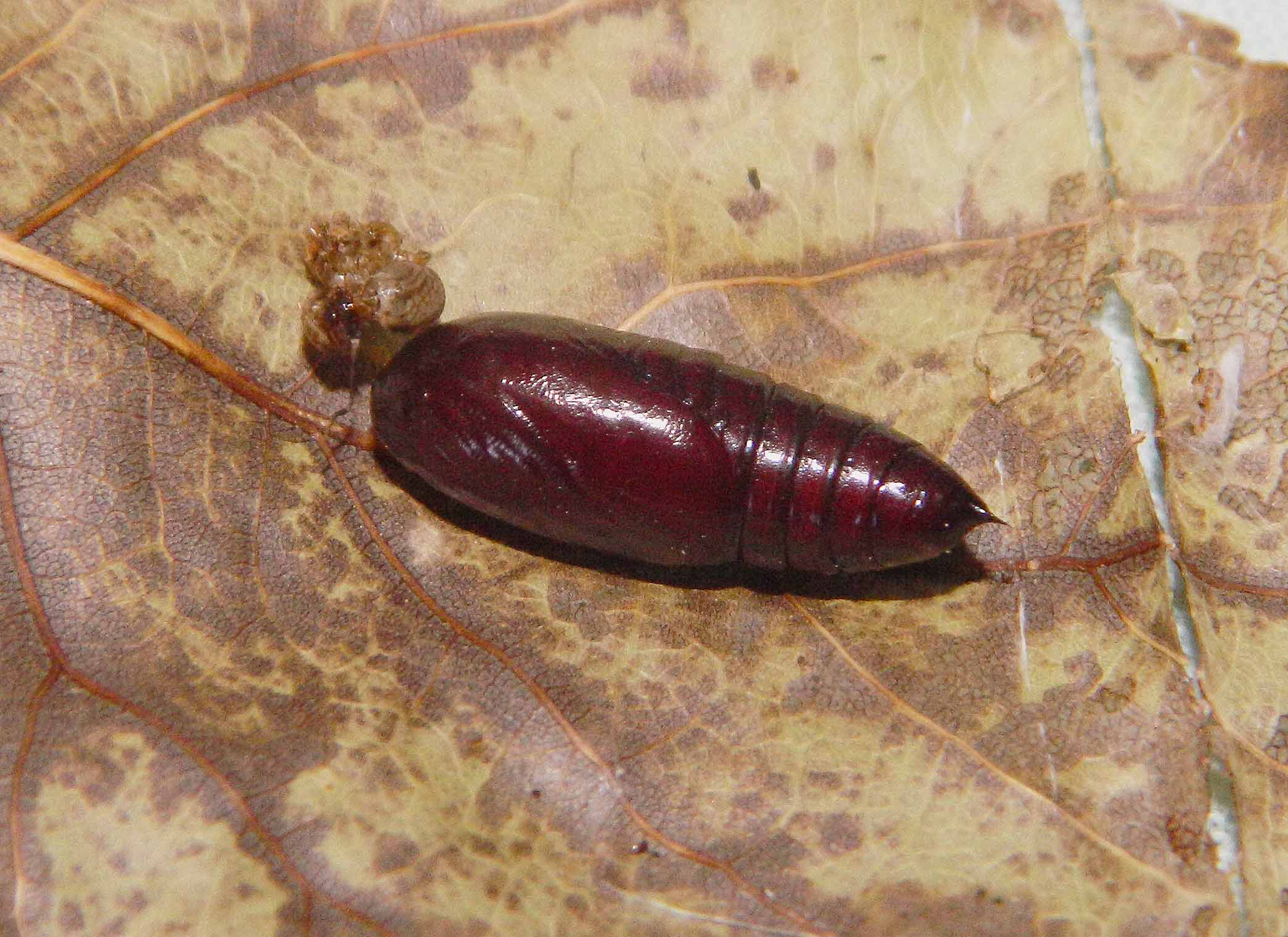 Questa non me l''aspettavo: Dypterygia scabriuscula - Noctuidae